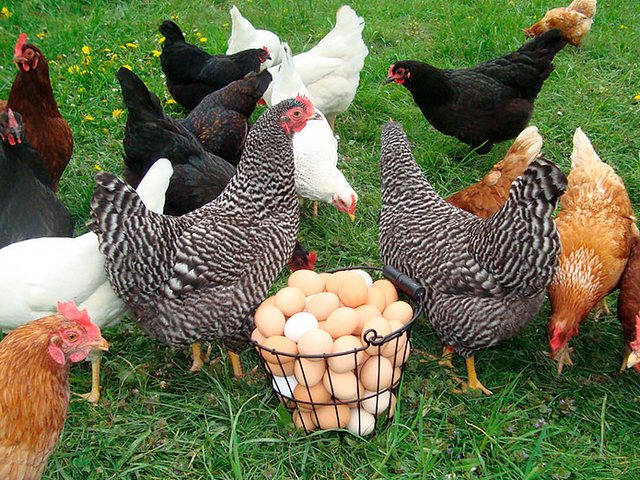 Содержание кур и уход за ними | ЗооТом - продажа, вязка и услуги для животных в Дальнегорске