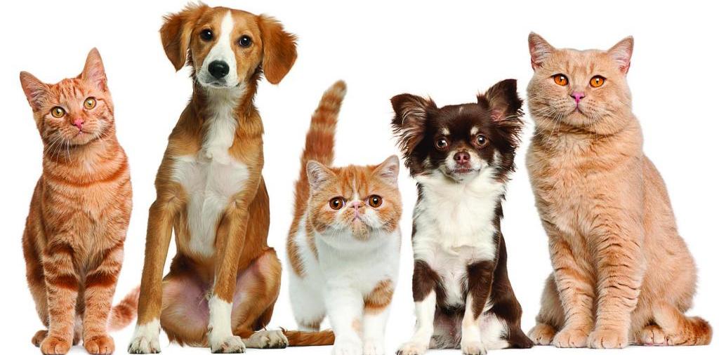 Доска объявлений о животных | ЗооТом - продажа, вязка и услуги для животных в Дальнегорске