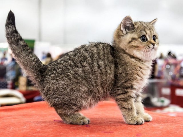 Породы кошек в Дальнегорске | ЗооТом портал о животных