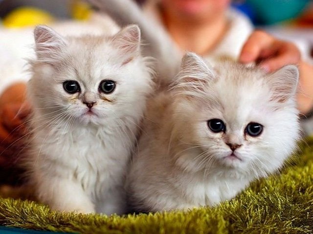 Породы кошек в Дальнегорске | ЗооТом портал о животных