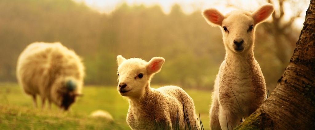 Объявления о сельскохозяйственных животных | ЗооТом - продажа, вязка и услуги для животных в Дальнегорске