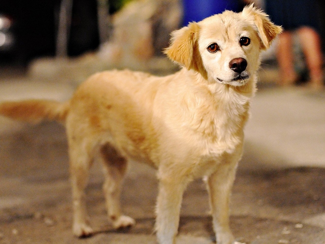 Породы собак в Дальнегорске | ЗооТом портал о животных