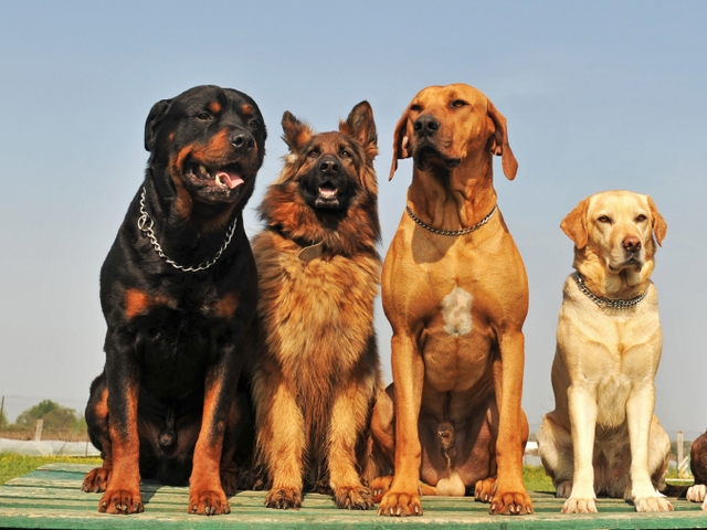 Крупные породы собак в Дальнегорске | ЗооТом портал о животных